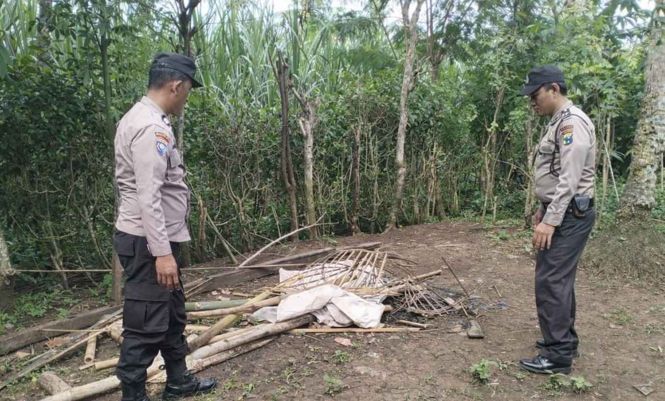 Polres Malang Kembali Bongkar Area Sabung Ayam di Kalipare